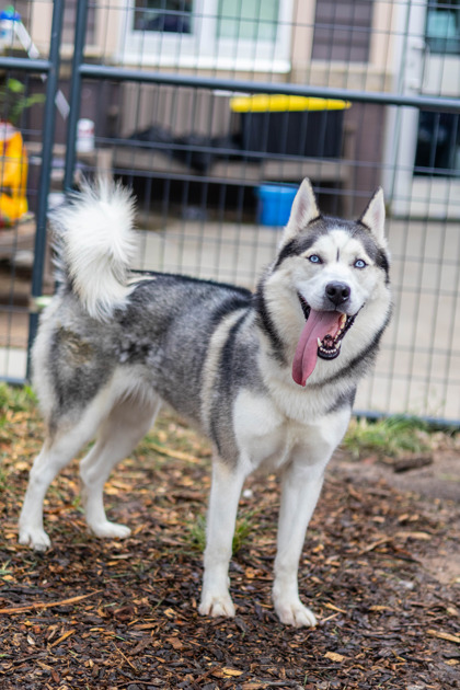 Shelter Stray Female Dog last seen Near Pleasantdale Crossing, 30340, GA, 3280 Chamblee Dunwoody Rd, Chamblee, GA 30341, USA