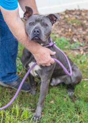 Shelter Stray Male Dog last seen Near Meadowood Dr Lithonia, 30038, 30038, GA, 3280 Chamblee Dunwoody Rd, Chamblee, GA 30341, USA