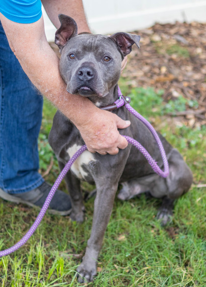Shelter Stray Male Dog last seen Near Meadowood Dr Lithonia, 30038, 30038, GA, 3280 Chamblee Dunwoody Rd, Chamblee, GA 30341, USA