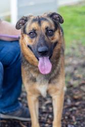 Shelter Stray Male Dog last seen Near Oakcliff Rd, Doraville, GA 30340, 30340, GA, 3280 Chamblee Dunwoody Rd, Chamblee, GA 30341, USA