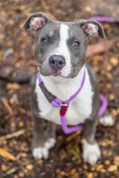 Shelter Stray Male Dog last seen Near Covington Hwy BLD-M unit-3 Decatur, 30032, 30032, GA, 3280 Chamblee Dunwoody Rd, Chamblee, GA 30341, USA