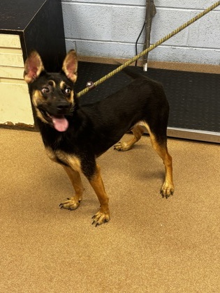 Shelter Stray Male Dog last seen Near Glendale Rd Scottdale, 30079, 30079, GA, 3280 Chamblee Dunwoody Rd, Chamblee, GA 30341, USA