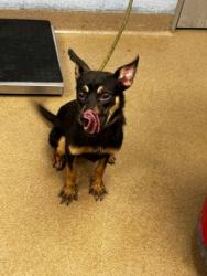 Shelter Stray Female Dog last seen Near Glendale Rd Scottdale, 30079, 30079, GA, 3280 Chamblee Dunwoody Rd, Chamblee, GA 30341, USA