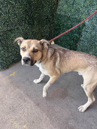 Shelter Stray Male Dog last seen Near Flint Circle, CITY of El Paso, TX, 5001 Fred Wilson Ave, El Paso, TX 79906, USA