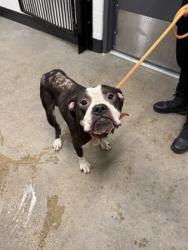 Shelter Stray Male Dog last seen , , OH, 9203 Detroit Ave, Cleveland, OH 44102, USA