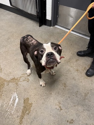 Shelter Stray Male Dog last seen , , OH, 9203 Detroit Ave, Cleveland, OH 44102, USA