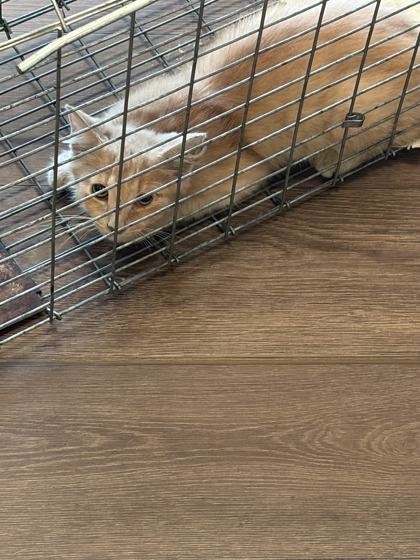 Shelter Stray Male Cat last seen Near Donald Lee Hwy, Atlanta, GA, 1251 Fulton Industrial Blvd NW, Atlanta, GA 30336, USA