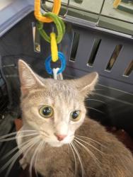 Shelter Stray Female Cat last seen Near Landrum Dr Sw, Atlanta, GA, 1251 Fulton Industrial Blvd NW, Atlanta, GA 30336, USA