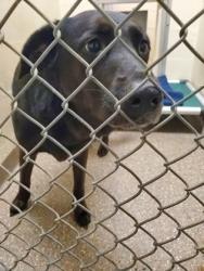 Shelter Stray Female Dog last seen Near W Aviation Avenue, North Charleston, SC, 2455 Remount Rd, North Charleston, SC 29406, USA