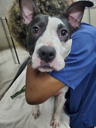 Shelter Stray Female Dog last seen Near Summer Avenue, North Charleston, SC, 2455 Remount Rd, North Charleston, SC 29406, USA