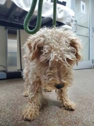 Shelter Stray Male Dog last seen Vennings Street and Simmons Street, Mt. Pleasant, SC, 2455 Remount Rd, North Charleston, SC 29406, USA