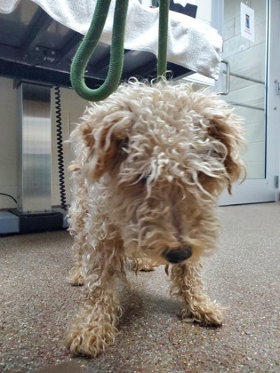 Shelter Stray Male Dog last seen Vennings Street and Simmons Street, Mt. Pleasant, SC, 2455 Remount Rd, North Charleston, SC 29406, USA