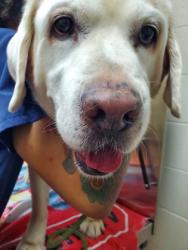 Shelter Stray Male Dog last seen Near Savannah Highway, Charleston County, SC, 2455 Remount Rd, North Charleston, SC 29406, USA