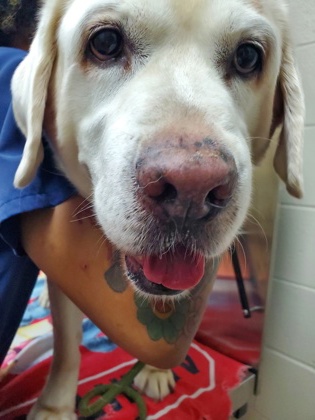 Shelter Stray Male Dog last seen Near Savannah Highway, Charleston County, SC, 2455 Remount Rd, North Charleston, SC 29406, USA