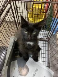 Shelter Stray Male Cat last seen Near Core Road, North Charleston, SC, 2455 Remount Rd, North Charleston, SC 29406, USA