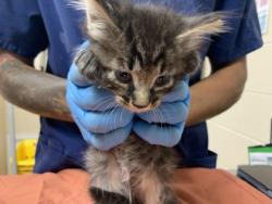 Shelter Stray Male Cat last seen Near Chateau Avenue, North Charleston, SC, 2455 Remount Rd, North Charleston, SC 29406, USA