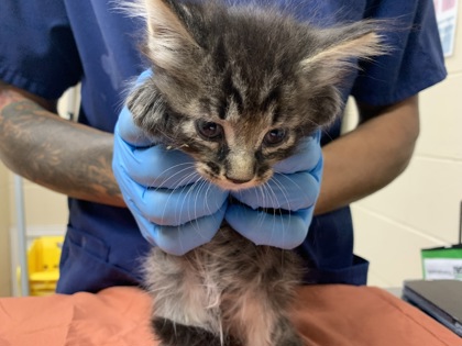 Shelter Stray Male Cat last seen Near Chateau Avenue, North Charleston, SC, 2455 Remount Rd, North Charleston, SC 29406, USA
