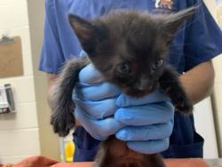 Shelter Stray Male Cat last seen Near Chateau Avenue, North Charleston, SC, 2455 Remount Rd, North Charleston, SC 29406, USA