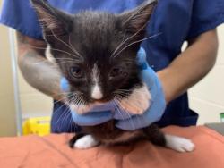 Shelter Stray Male Cat last seen Near Chateau Avenue, North Charleston, SC, 2455 Remount Rd, North Charleston, SC 29406, USA