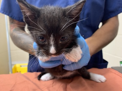 Shelter Stray Male Cat last seen Near Chateau Avenue, North Charleston, SC, 2455 Remount Rd, North Charleston, SC 29406, USA