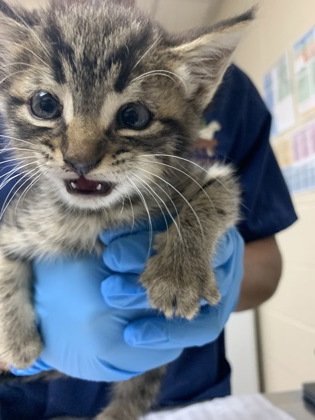 Shelter Stray Female Cat last seen Near Remount Road, North Charleston, SC, 2455 Remount Rd, North Charleston, SC 29406, USA