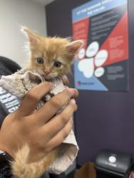 Shelter Stray Female Cat last seen Amesbury, Memphis, TN, 935 Farm Rd, Memphis, TN 38134, USA