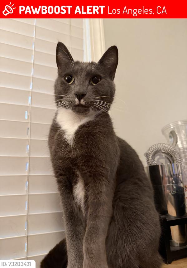 Lost Male Cat last seen N New Hampshire Ave and Oakwood, Los Angeles, CA 90004