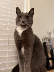 Lost Male Cat last seen N New Hampshire Ave and Oakwood, Los Angeles, CA 90004