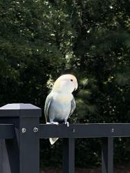 Found/Stray Unknown Bird last seen It was at the pool on the railing for a while then went to near by trees and has been going back and forth to trees and the rails., Cherokee County, GA 30102