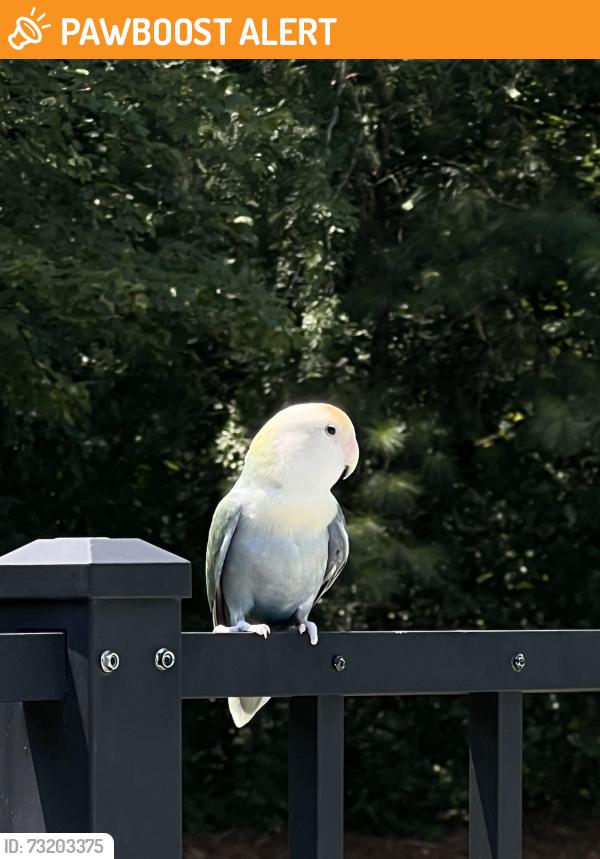 Found/Stray Unknown Bird last seen It was at the pool on the railing for a while then went to near by trees and has been going back and forth to trees and the rails., Cherokee County, GA 30102