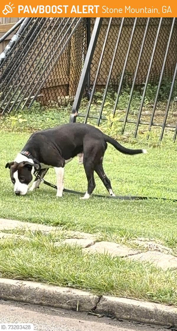 Found/Stray Male Dog last seen central drive & s hairston, Stone Mountain, GA 30083