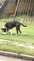 Found/Stray Male Dog last seen central drive & s hairston, Stone Mountain, GA 30083