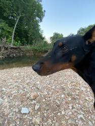 Lost Male Dog last seen Pea ridge near park circle, Pea Ridge, AR 72751
