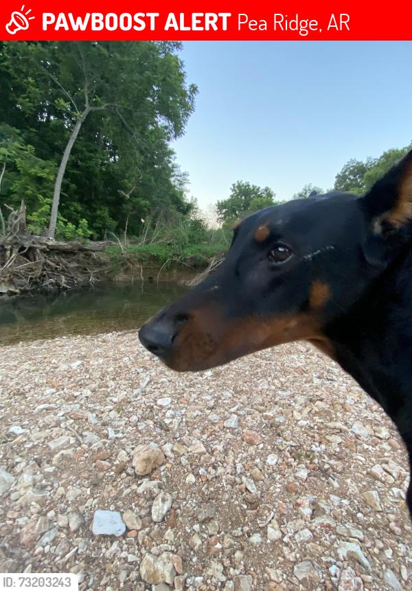 Lost Male Dog last seen Pea ridge near park circle, Pea Ridge, AR 72751