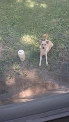 Found/Stray Male Dog last seen North Richardt Ave, Indianapolis, IN 46226