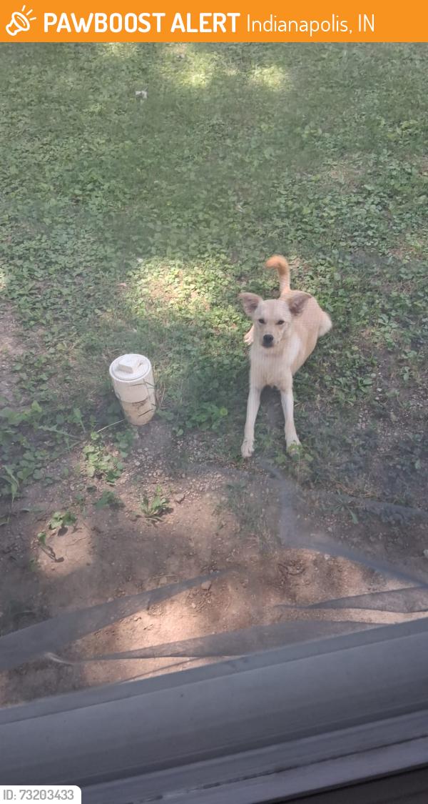 Found/Stray Male Dog last seen North Richardt Ave, Indianapolis, IN 46226