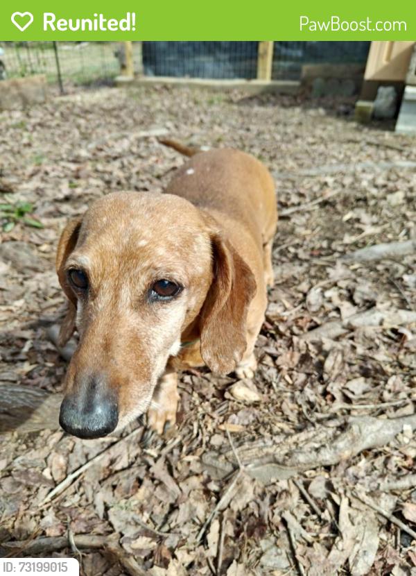 Reunited Male Dog last seen Near Stacey Rd, Rutherfordton, NC 28139, USA, Rutherfordton, NC 28139