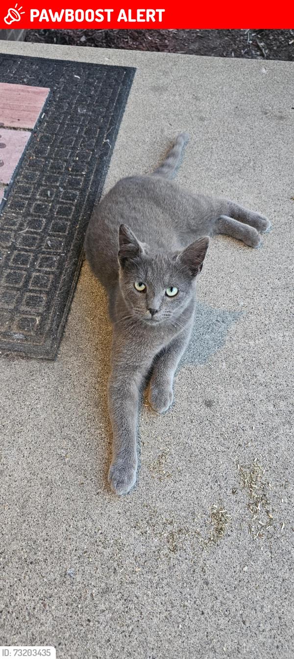 Lost Male Cat last seen Plymouth and telegraph, Redford Township, MI 48239
