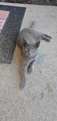 Lost Male Cat last seen Plymouth and telegraph, Redford Township, MI 48239
