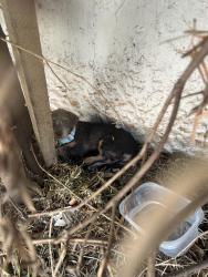 Found/Stray Female Dog last seen West and 16th, Los Angeles, CA 90019