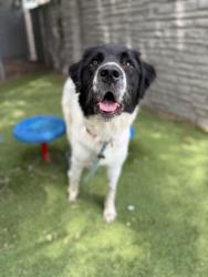 Shelter Stray Female Dog last seen Near S Cowboy Circle, Bluffdale, UT, 84065, 511 W 3900 S, Salt Lake City, UT 84123, USA