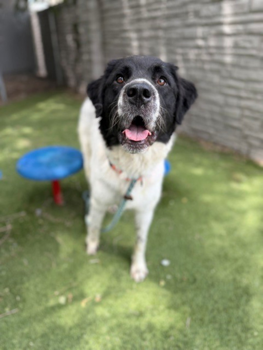 Shelter Stray Female Dog last seen Near S Cowboy Circle, Bluffdale, UT, 84065, 511 W 3900 S, Salt Lake City, UT 84123, USA