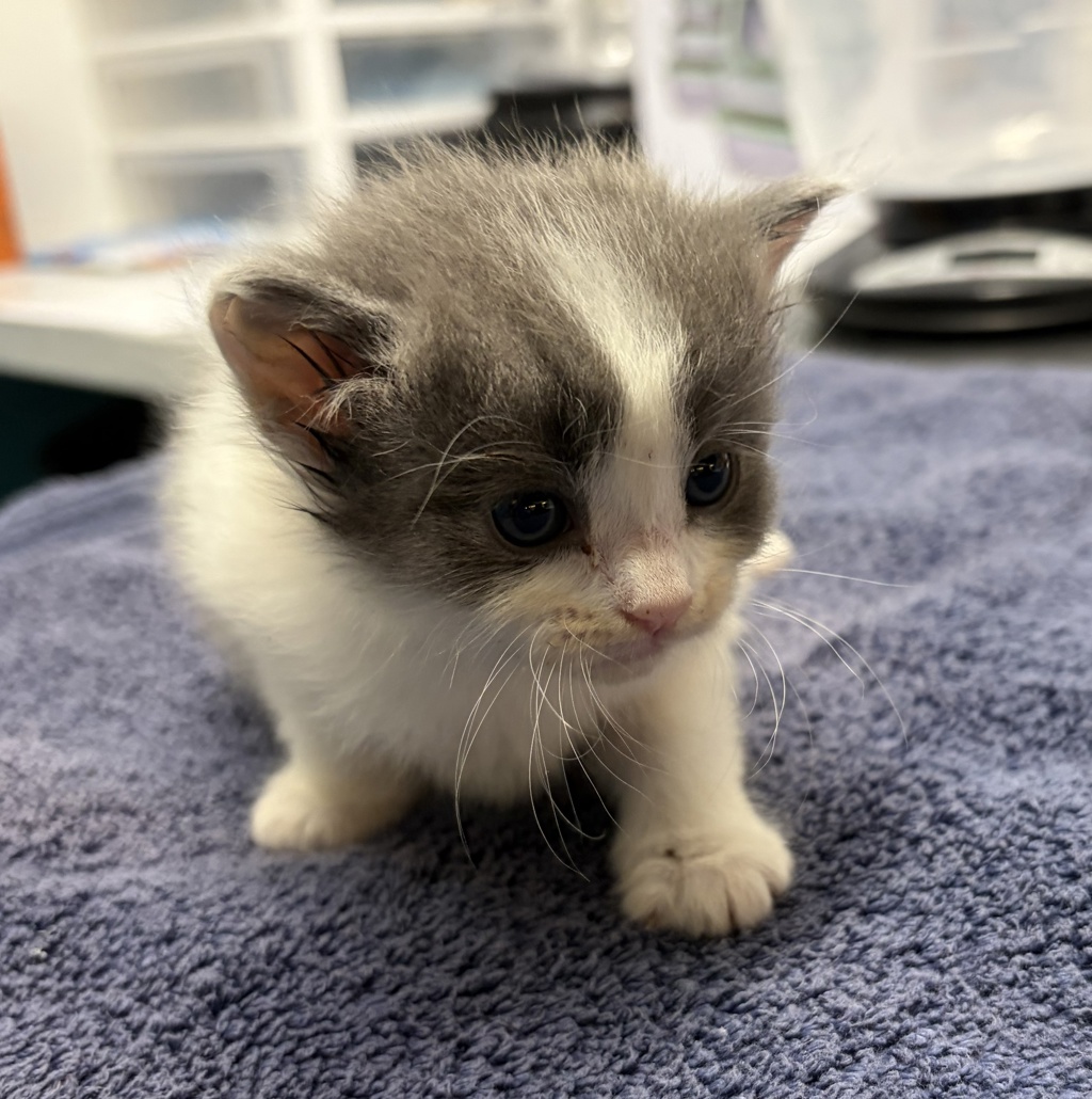Shelter Stray Female Cat last seen Near Oak Hill Drive, Escondido, CA, 92027, Escondido, CA 92027, USA
