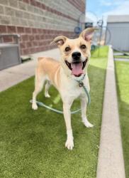 Shelter Stray Male Dog last seen Near Catalpa Street, Midvale, UT, 84047, 511 W 3900 S, Salt Lake City, UT 84123, USA