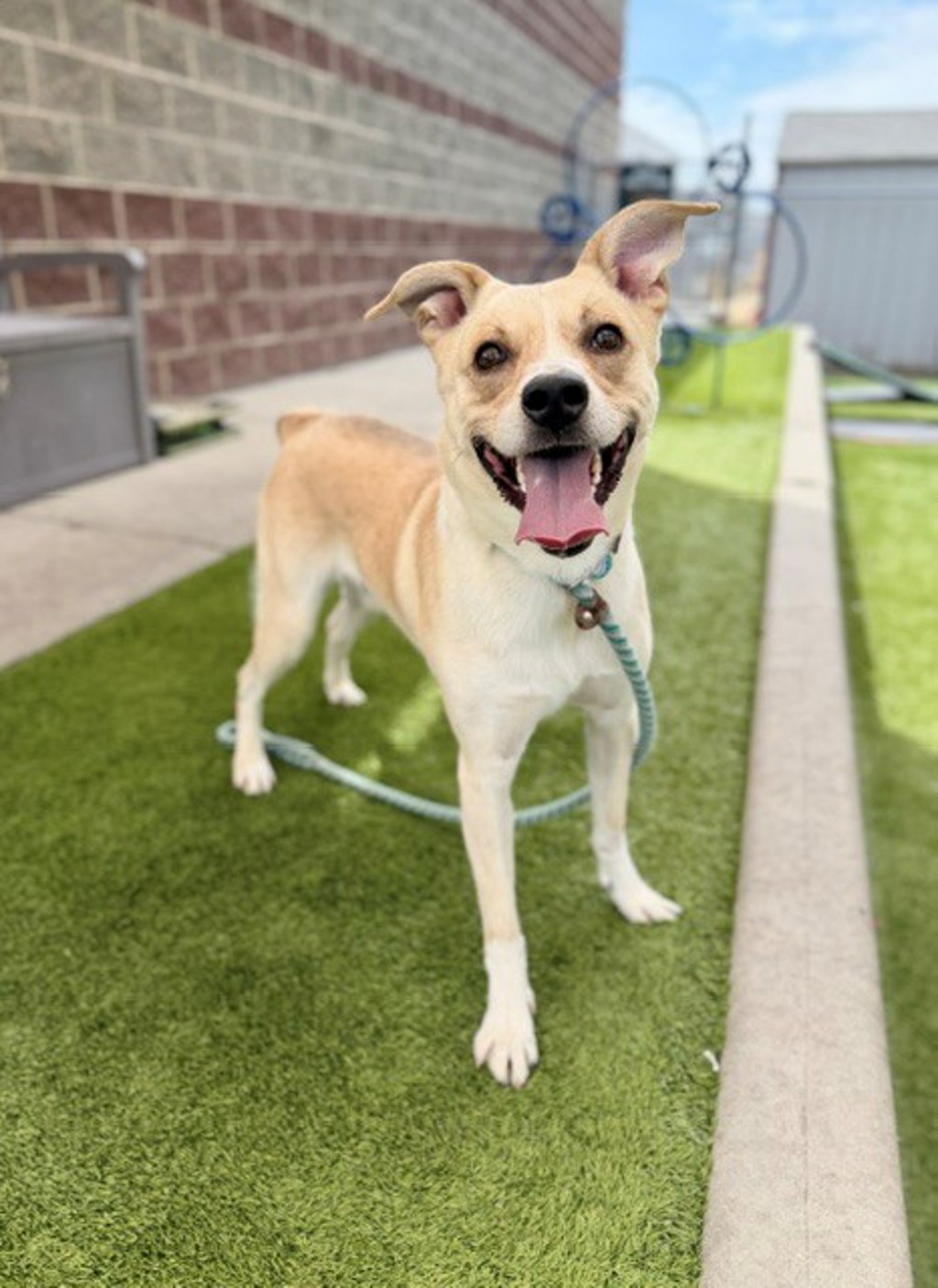 Shelter Stray Male Dog last seen Near Catalpa Street, Midvale, UT, 84047, 511 W 3900 S, Salt Lake City, UT 84123, USA