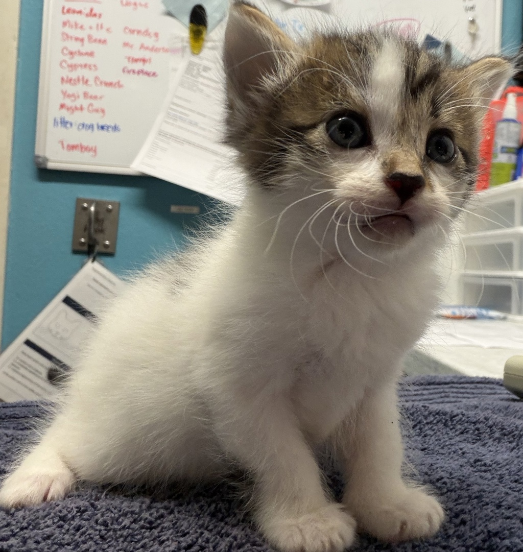 Shelter Stray Female Cat last seen Near Oak Hill Drive, Escondido, CA, 92027, Escondido, CA 92027, USA