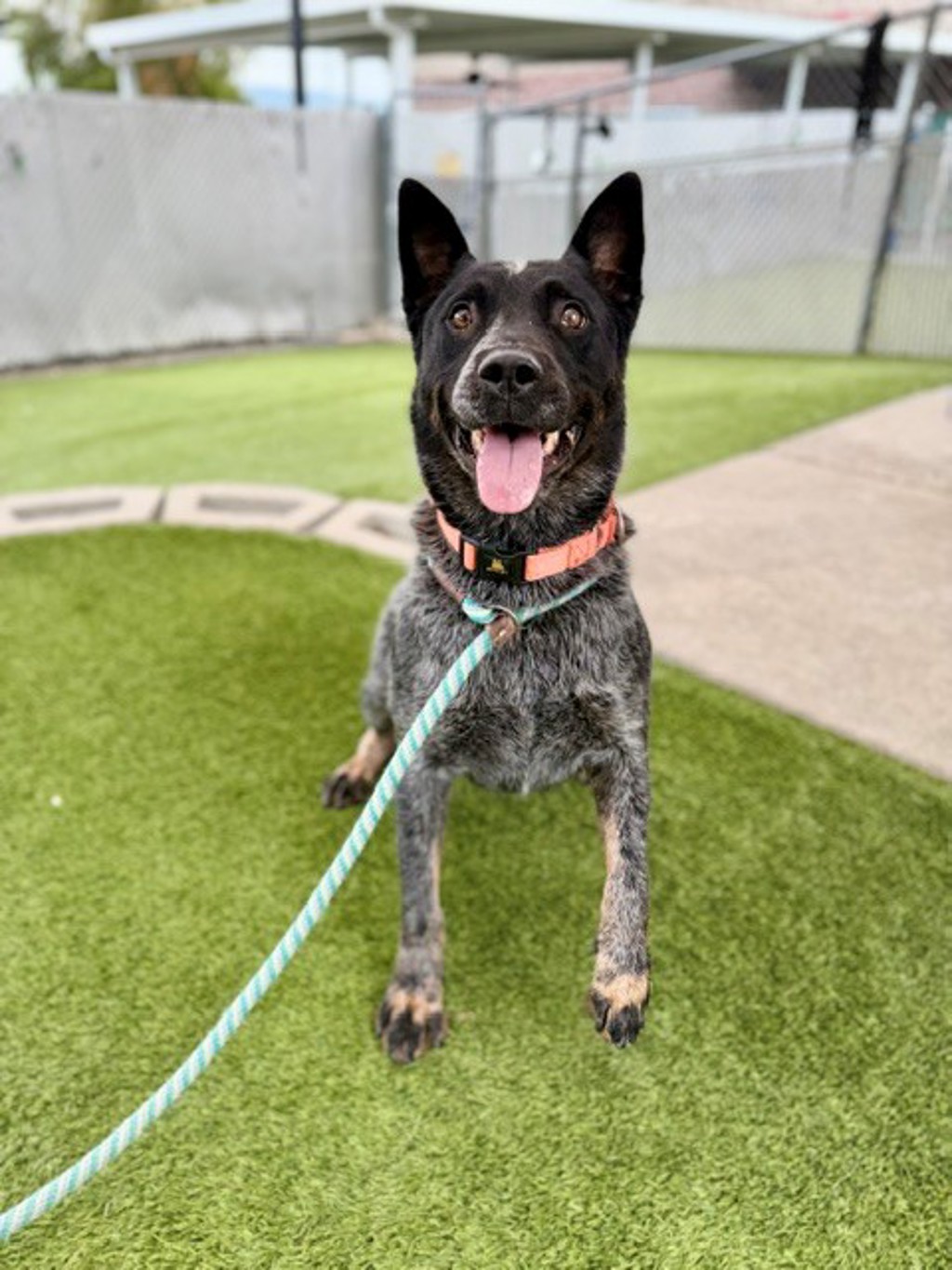 Shelter Stray Male Dog last seen Near S Patricia Circle, Magna Township, UT, 84044, 511 W 3900 S, Salt Lake City, UT 84123, USA