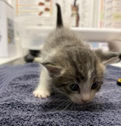 Shelter Stray Male Cat last seen Near Oak Hill Drive, Escondido, CA, 92027, Escondido, CA 92027, USA