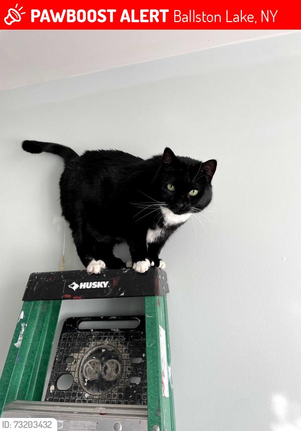 Lost Female Cat last seen Near France Ln, Ballston Lake, Ballston Lake, NY 12019