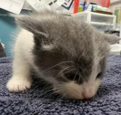 Shelter Stray Male Cat last seen Near Oak Hill Drive, Escondido, CA, 92027, Escondido, CA 92027, USA